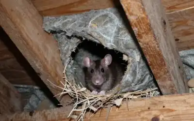Attic Insulation Removal and Replacement